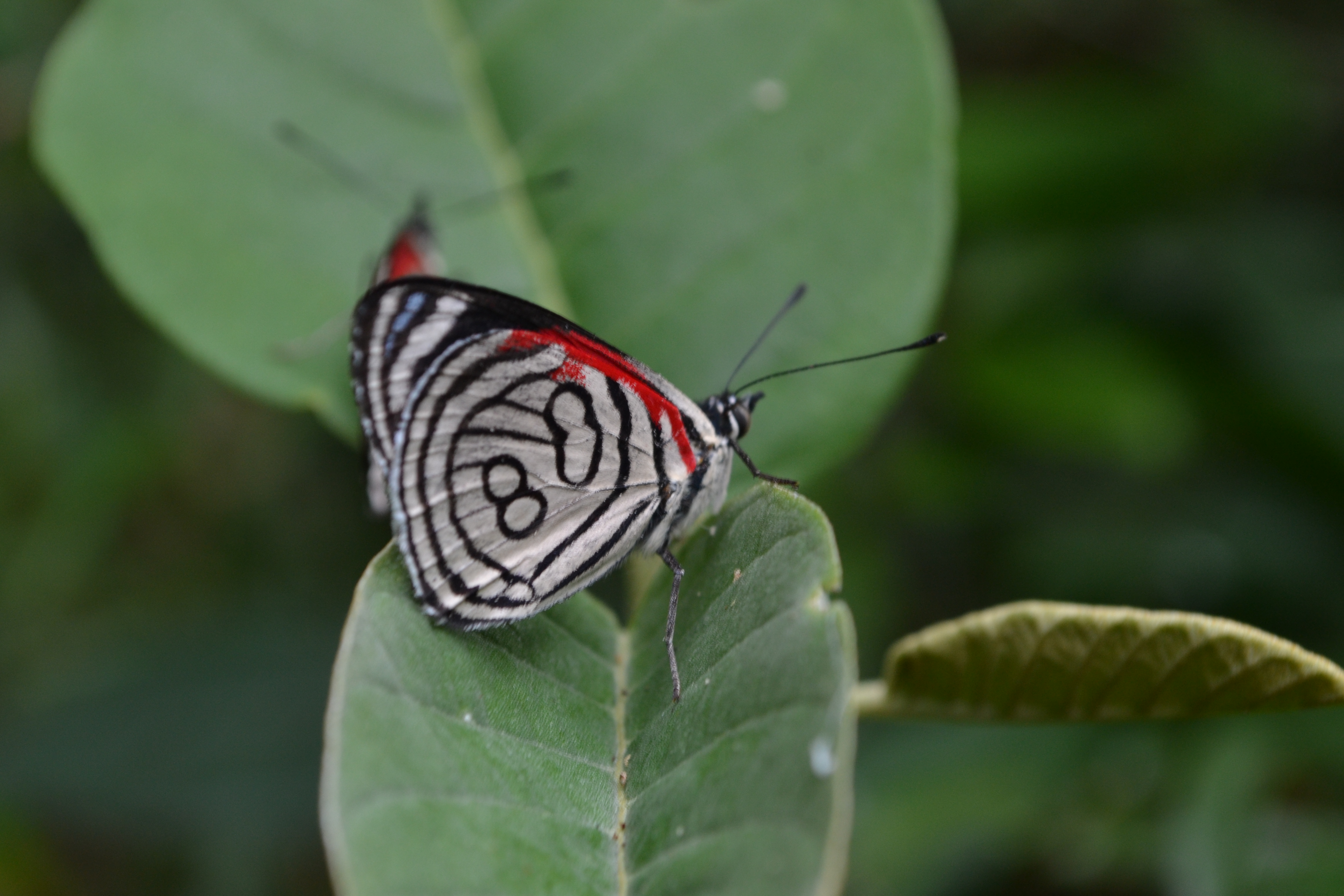 Departamento de Entomologia recebe doações de lepidópteros