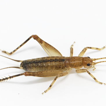 Novo artigo traz homenagem aos professores do Departamento de Entomologia