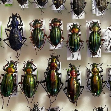 Departamento de Entomologia recebe doação de besouros do Senckenberg Deutsches Entomologisches Institut