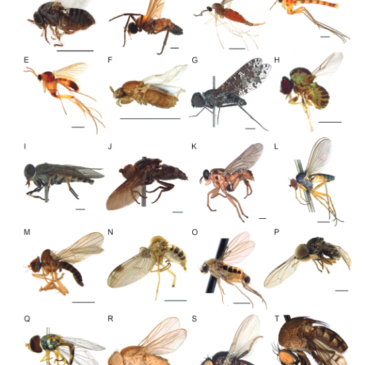 Novo artigo sobre as moscas e os mosquitos de Roraima conta com a participação de dois professores e três alunos do Departamento