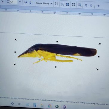 Nova espécie de cigarrinha amazônica descoberta por pesquisadores do Departamento de Entomologia