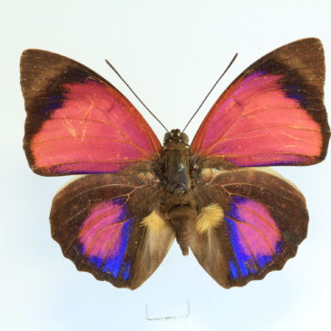 A Coleção de borboletas e mariposas do Museu Nacional nas mídias