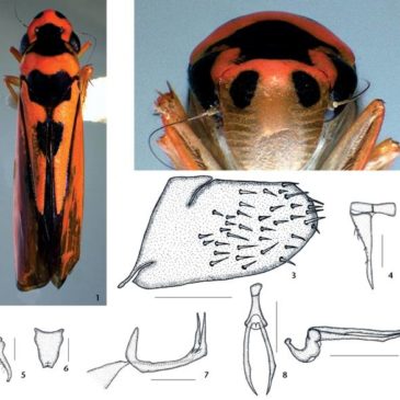 Espécie nova de cigarrinha da Floresta Amazônica descrita por integrantes do Departamento
