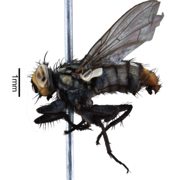 Oito novas espécies de moscas da família Sarcophagidae são descritas por integrantes do departamento