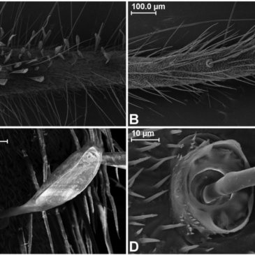 Nova espécie de grilo da Amazônia paraense é descrita por docente do Departamento de Entomologia do Museu Nacional-UFRJ