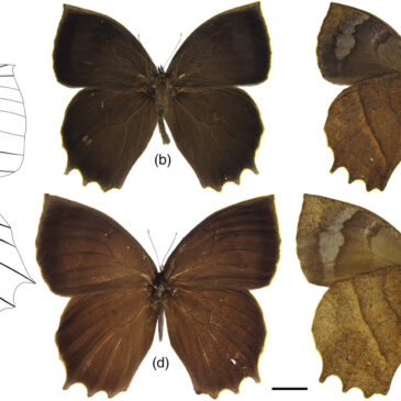 Artigo com participação de docente do Departamento de Entomologia traz novas hipóteses sobre a filogenia de borboletas da subtribo Euptychiina