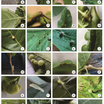 Levantamento de galhas e insetos galhadores na Caatinga é publicado com a participação de docente do Departamento de Entomologia