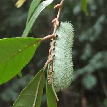 Primeira lista de espécies de mariposas relevantes para a saúde pública do Estado do Rio de Janeiro é publicada por membros do Departamento de Entomologia